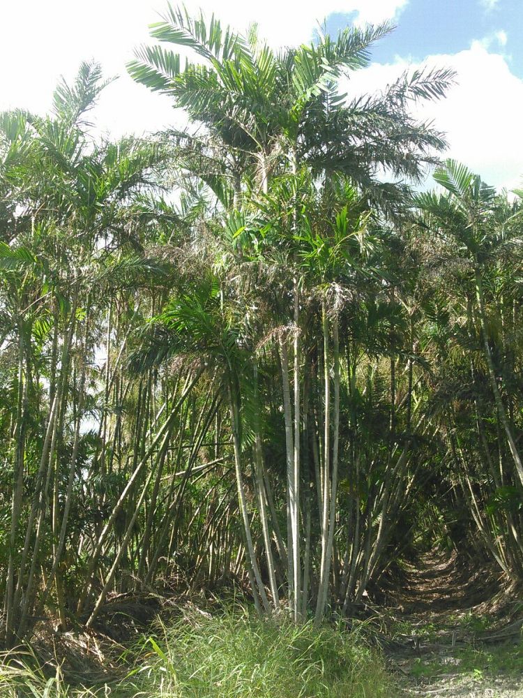 ptychosperma-macarthurii-macarthur-palm