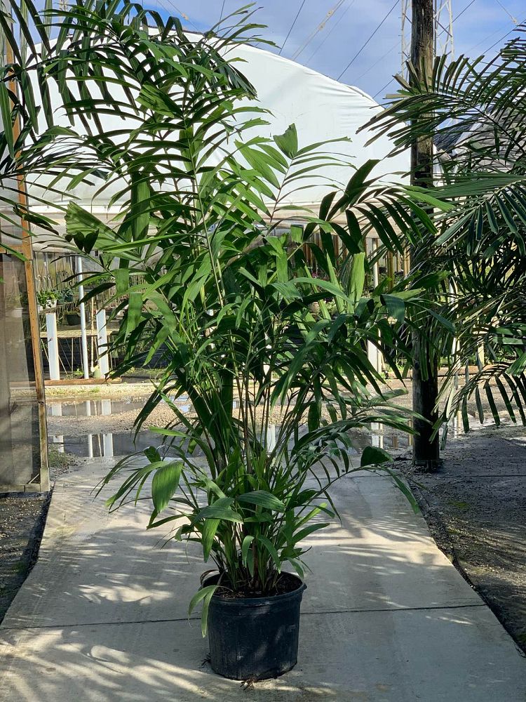 ptychosperma-macarthurii-macarthur-palm