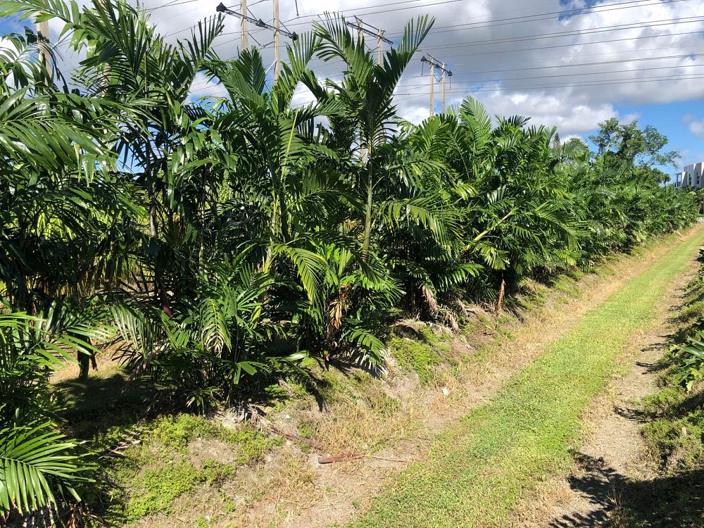 ptychosperma-macarthurii-macarthur-palm