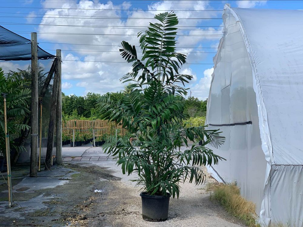 ptychosperma-macarthurii-macarthur-palm