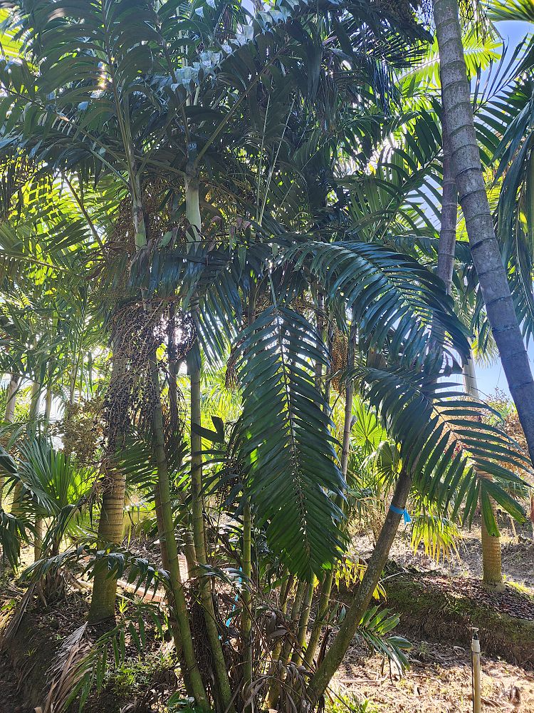 ptychosperma-macarthurii-macarthur-palm