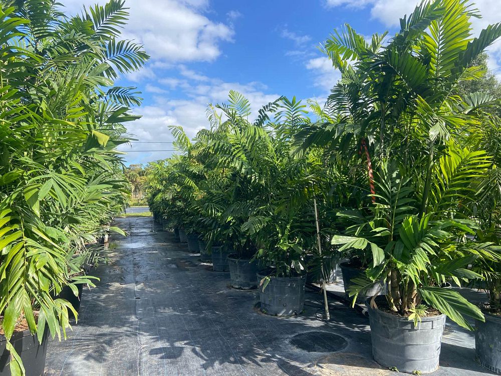 ptychosperma-macarthurii-macarthur-palm