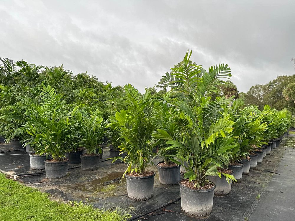 ptychosperma-macarthurii-macarthur-palm