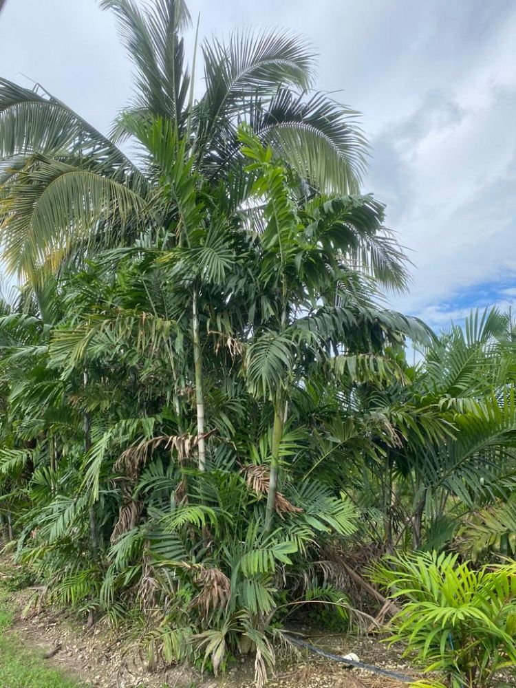 ptychosperma-macarthurii-macarthur-palm