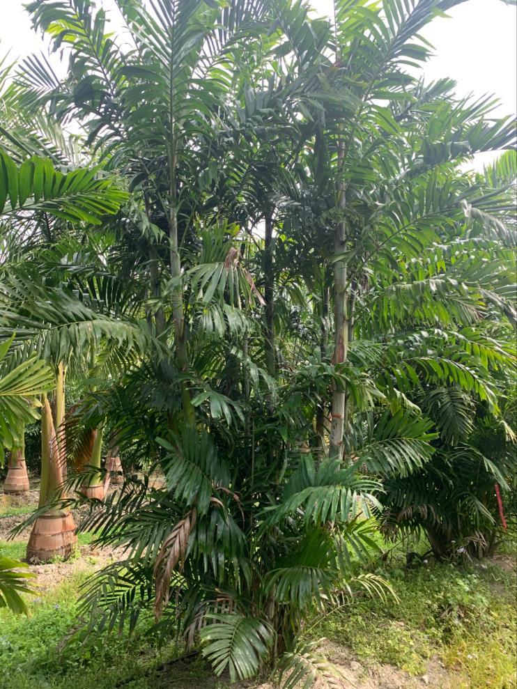 ptychosperma-macarthurii-macarthur-palm