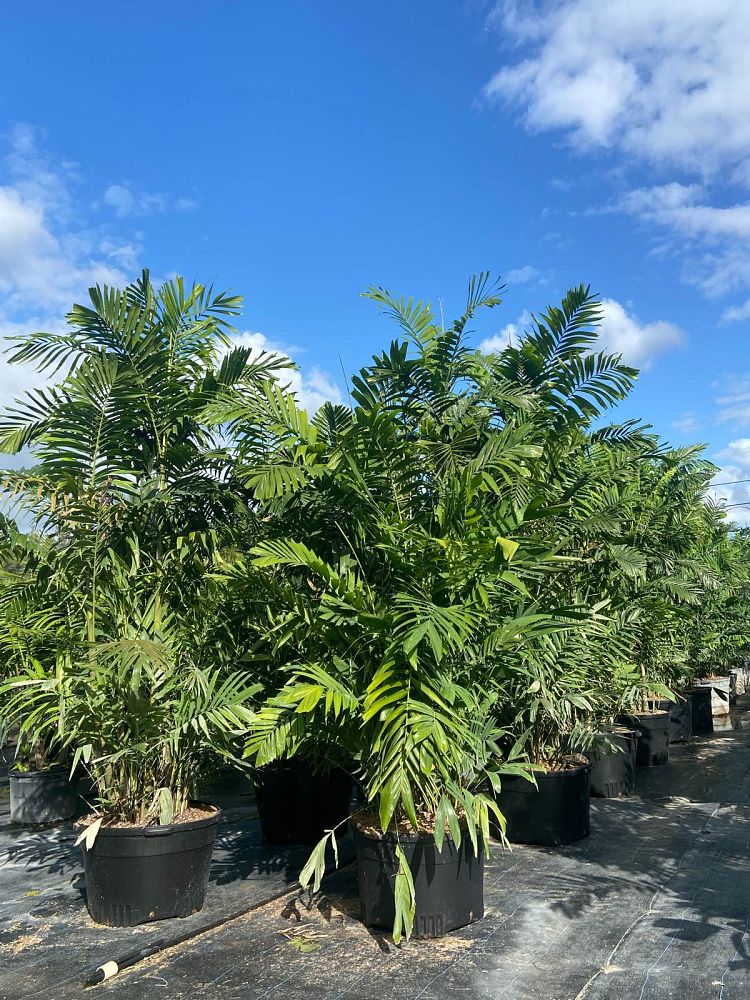 ptychosperma-macarthurii-macarthur-palm