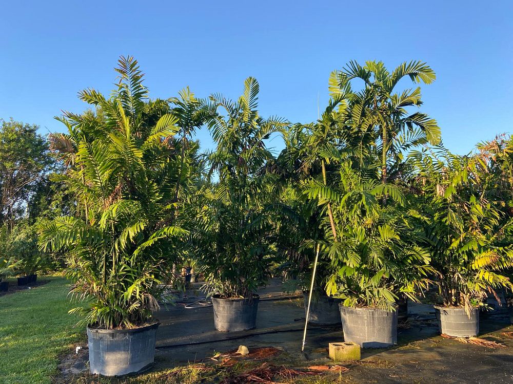 ptychosperma-macarthurii-macarthur-palm