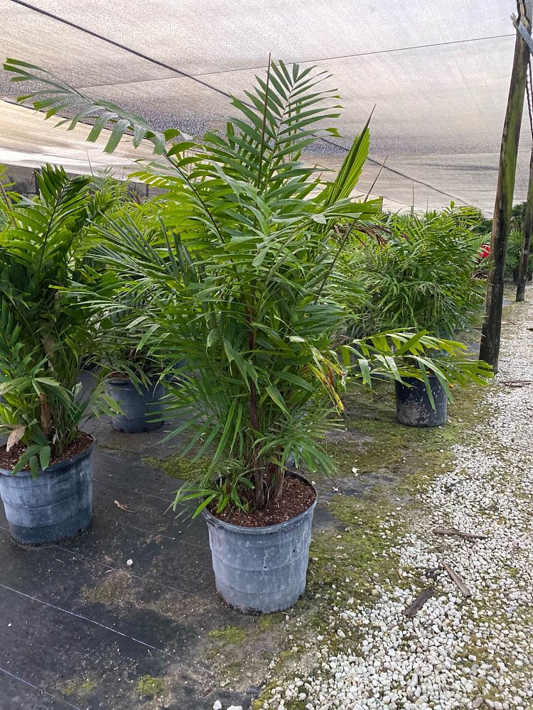 ptychosperma-macarthurii-macarthur-palm