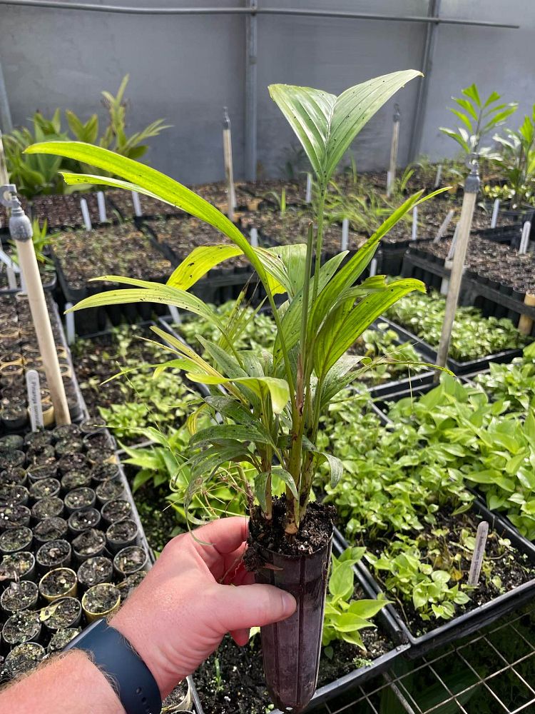 ptychosperma-macarthurii-macarthur-palm