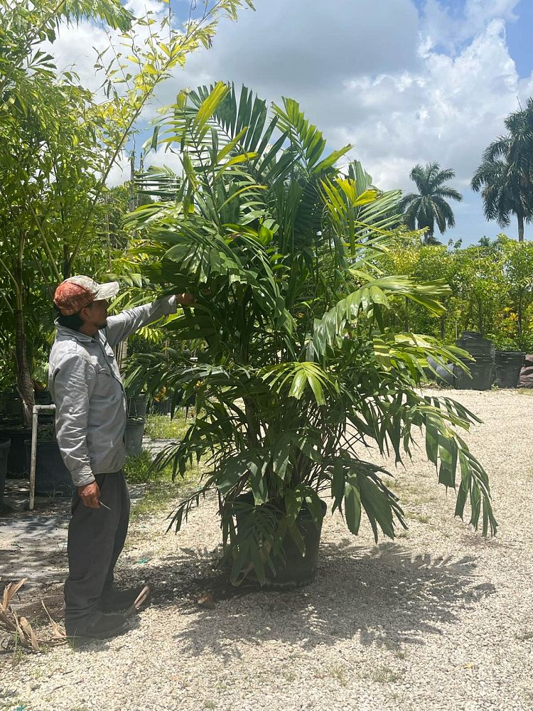 ptychosperma-macarthurii-macarthur-palm