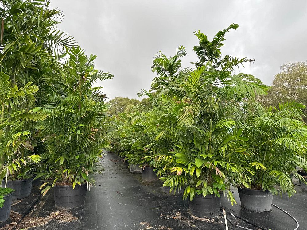 ptychosperma-macarthurii-macarthur-palm