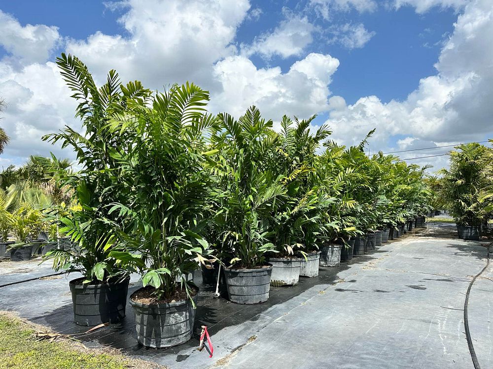 ptychosperma-macarthurii-macarthur-palm