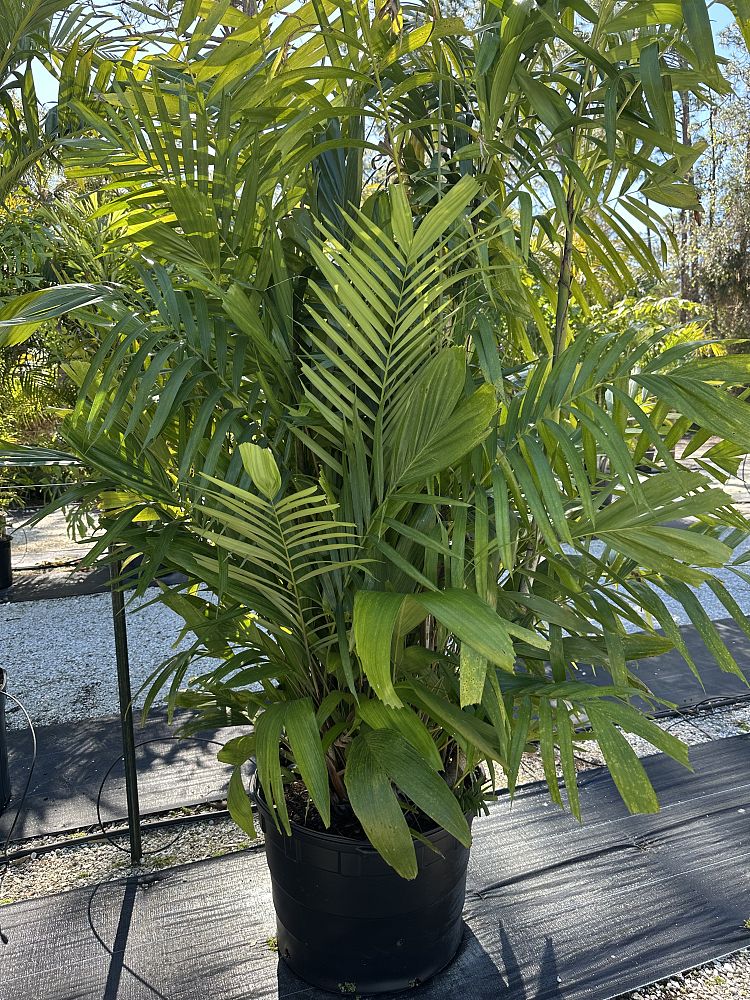 ptychosperma-macarthurii-macarthur-palm