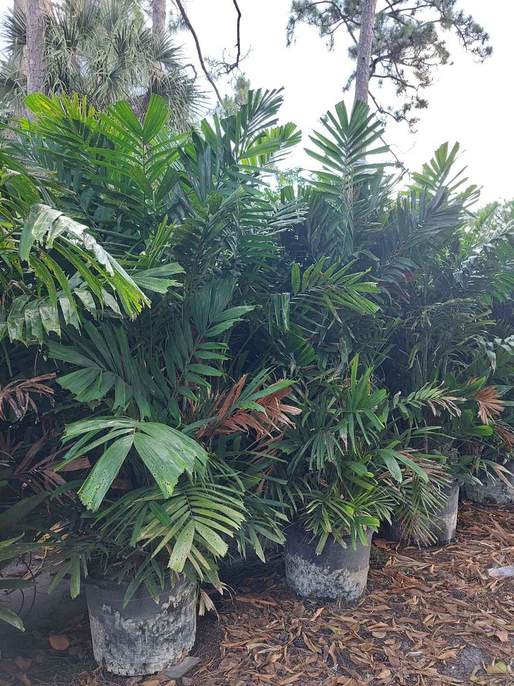 ptychosperma-macarthurii-macarthur-palm