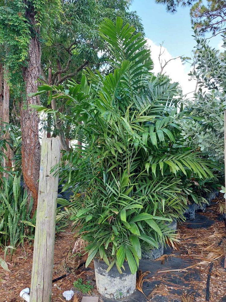 ptychosperma-macarthurii-macarthur-palm