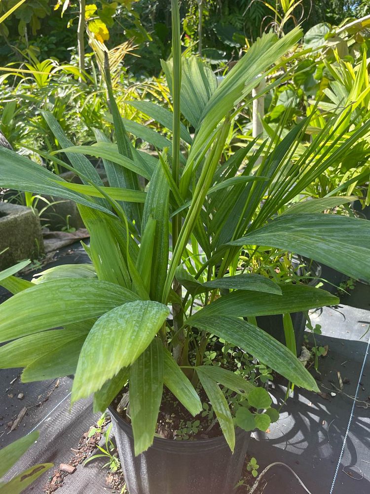 ptychosperma-macarthurii-macarthur-palm