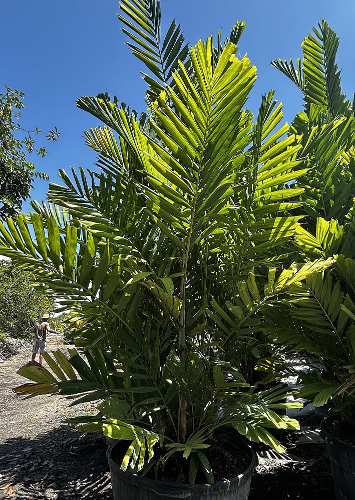 ptychosperma-macarthurii-macarthur-palm