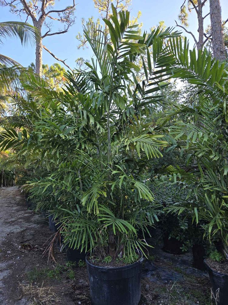 ptychosperma-macarthurii-macarthur-palm