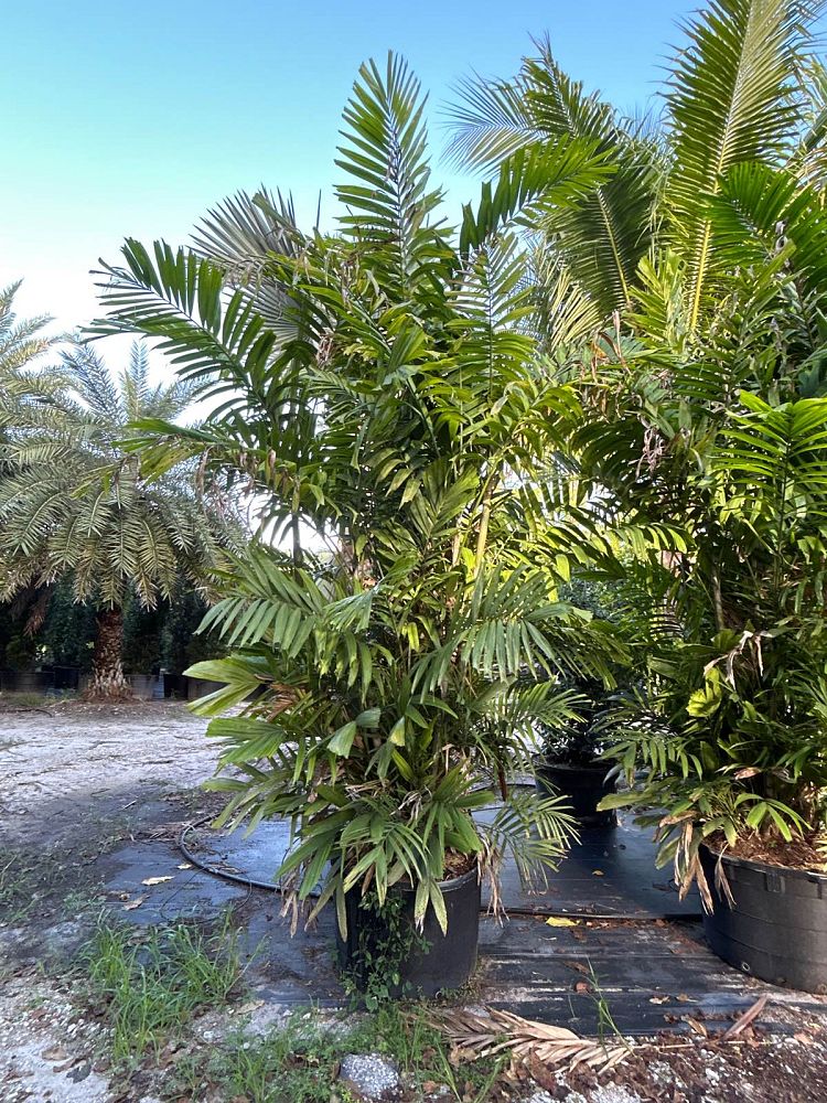 ptychosperma-macarthurii-macarthur-palm
