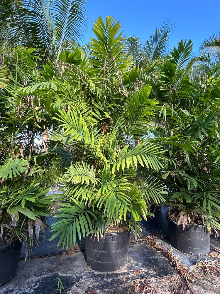 ptychosperma-macarthurii-macarthur-palm