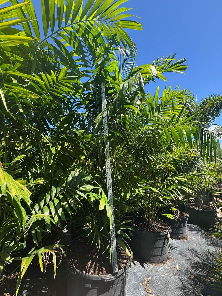 ptychosperma-macarthurii-macarthur-palm