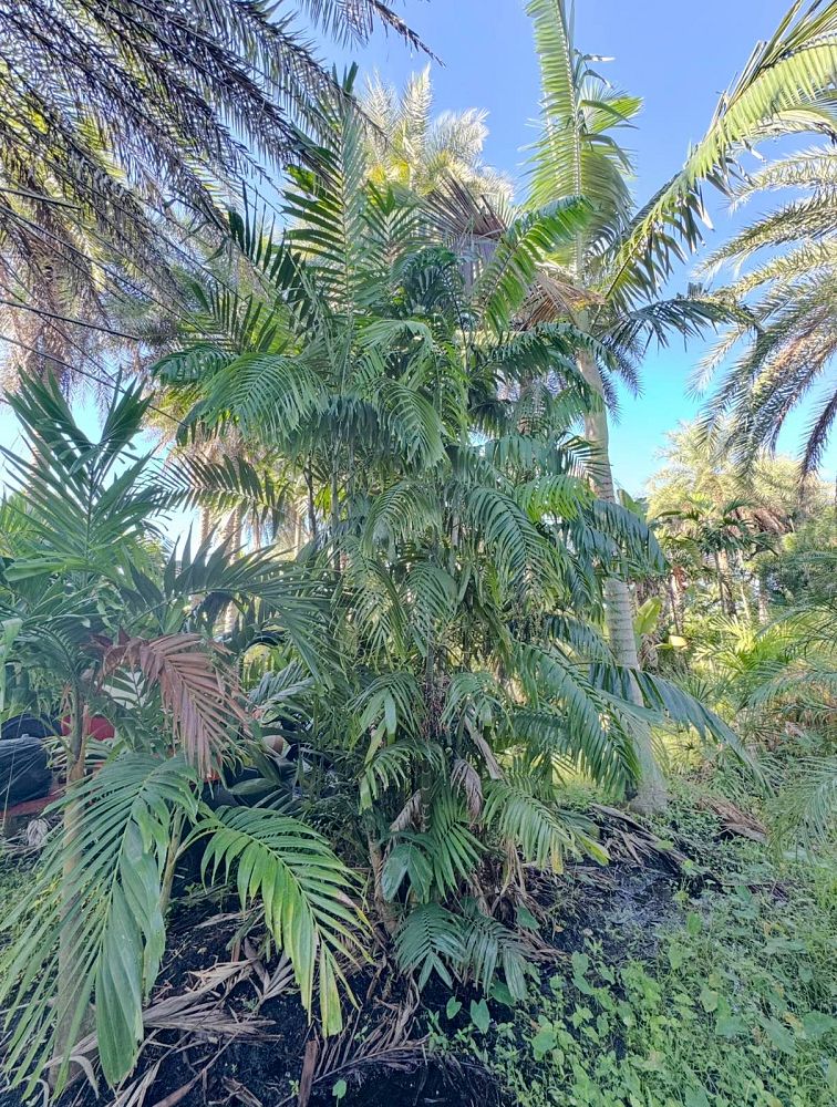 ptychosperma-macarthurii-macarthur-palm