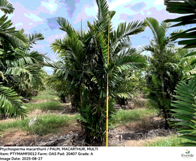 ptychosperma-macarthurii-macarthur-palm