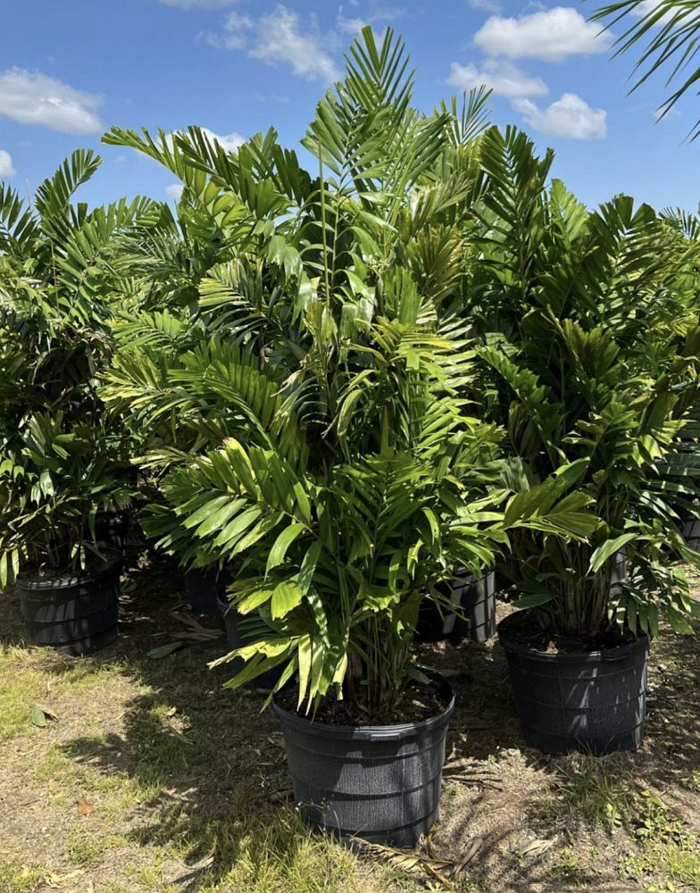 ptychosperma-macarthurii-x-schefferi