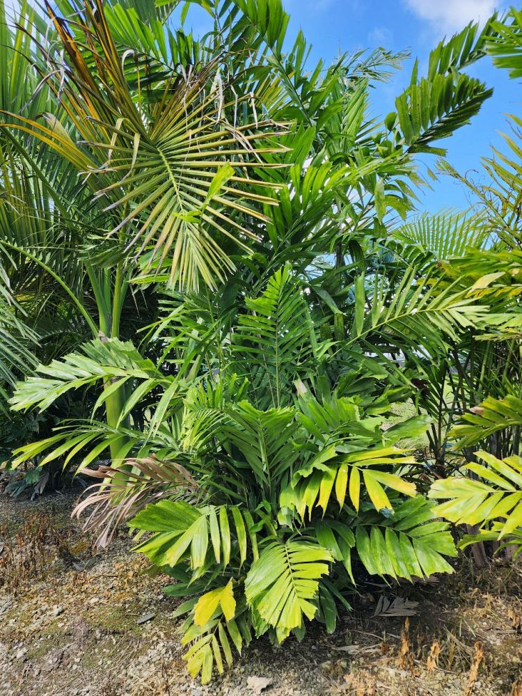 ptychosperma-macarthurii-x-schefferi