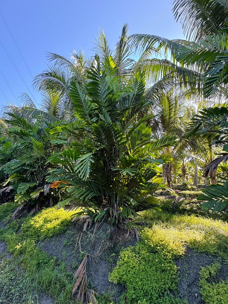 ptychosperma-macarthurii-x-schefferi