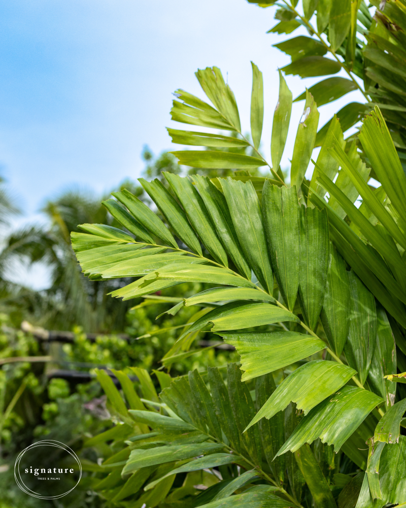 ptychosperma-macarthurii-x-schefferi