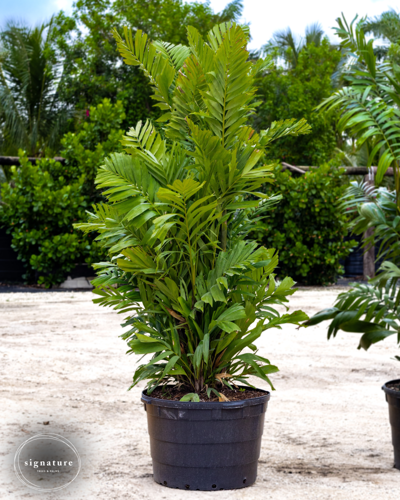 ptychosperma-macarthurii-x-schefferi