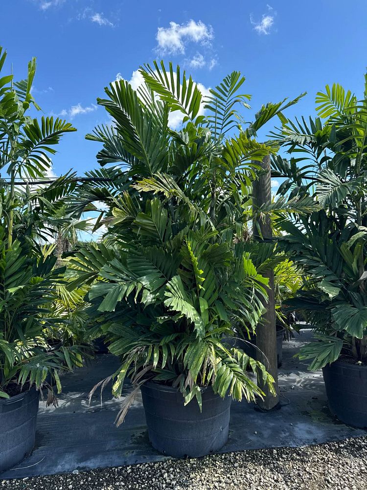 ptychosperma-macarthurii-x-schefferi