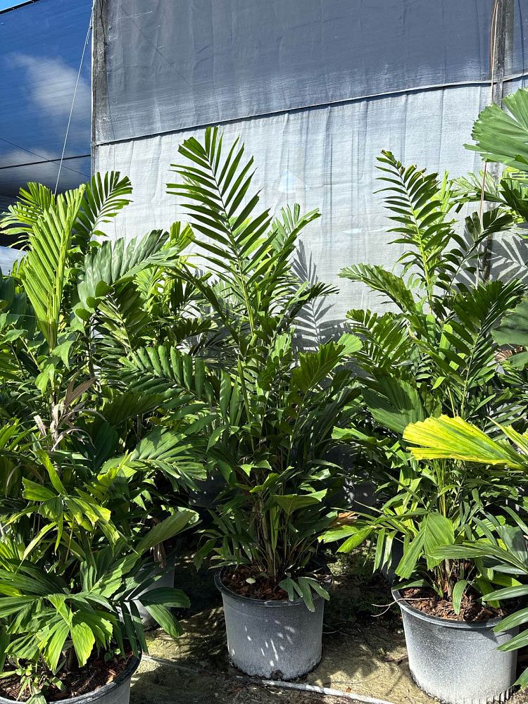 ptychosperma-macarthurii-x-schefferi