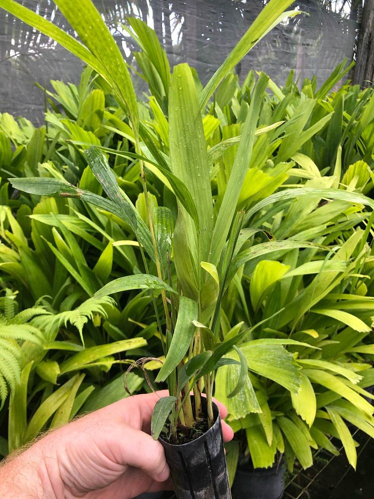 ptychosperma-schefferi