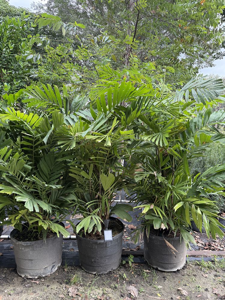 ptychosperma-schefferi