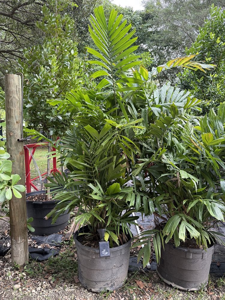 ptychosperma-schefferi