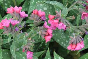 pulmonaria-lisa-marie-lungwort