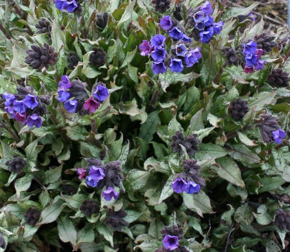 pulmonaria-longifolia-diana-clare-long-leafed-lungwort-narrow-leaved-lungwort-longleaf-lungwort
