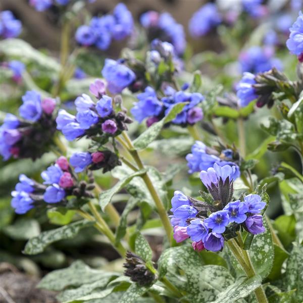 pulmonaria-pink-a-blue