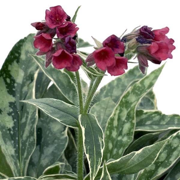pulmonaria-raspberry-frost