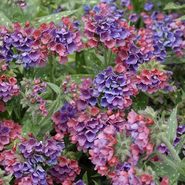 pulmonaria-raspberry-splash-bethlehem-sage-jerusalem-sage-lungwort