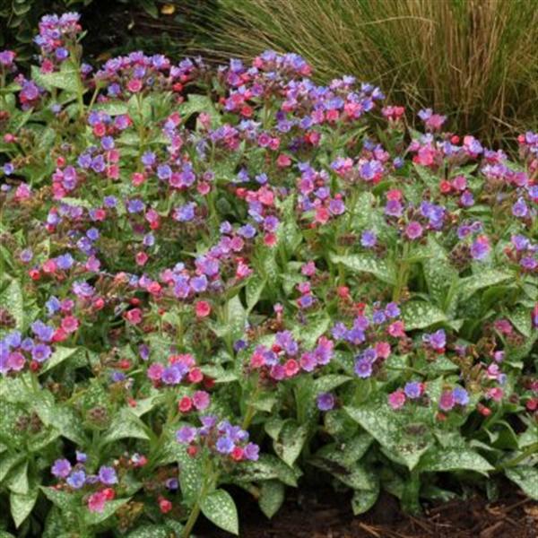 pulmonaria-saccharata-dark-vader-bethlehem-sage-jerusalem-sage-lungwort