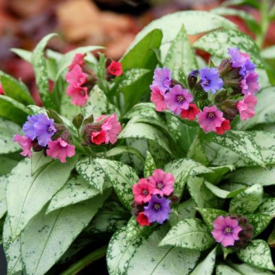 pulmonaria-silver-bouquet-bethlehem-sage-jerusalem-sage-lungwort