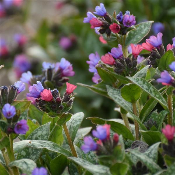 pulmonaria-spot-on