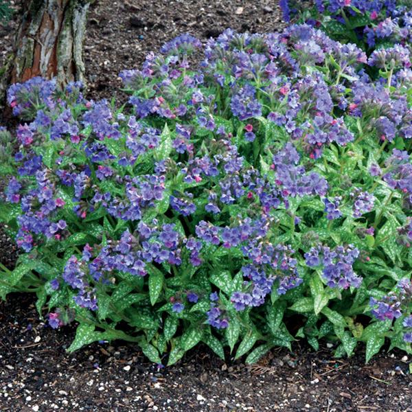 pulmonaria-trevi-fountain-bethlehem-sage-jerusalem-sage-lungwort