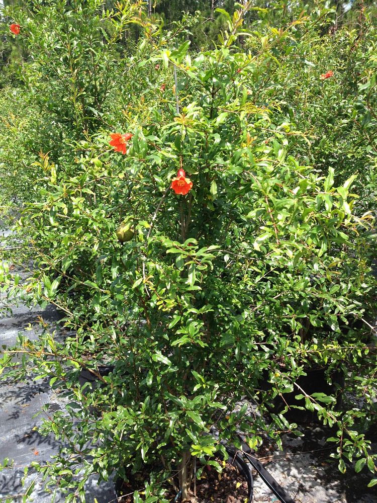 punica-granatum-ambrosia-pomegranate