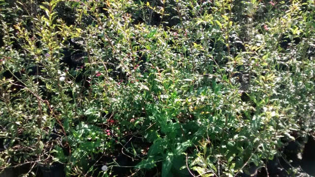 punica-granatum-ambrosia-pomegranate