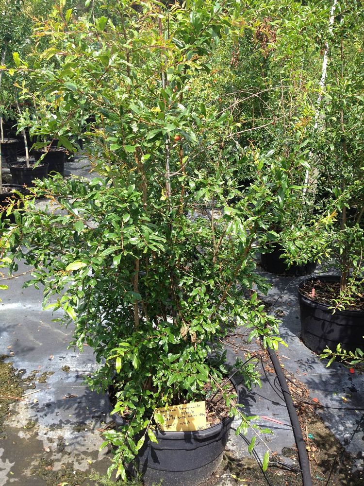 punica-granatum-christina-pomegranate-edible