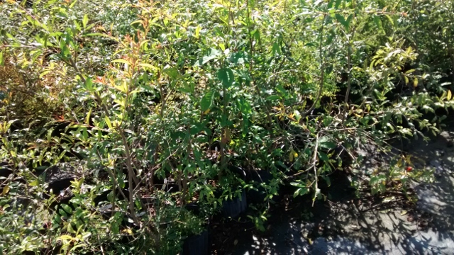 punica-granatum-christina-pomegranate-edible